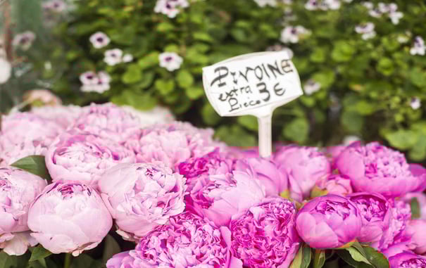 Blooming Paris: Where to See Spring Flowers in Paris